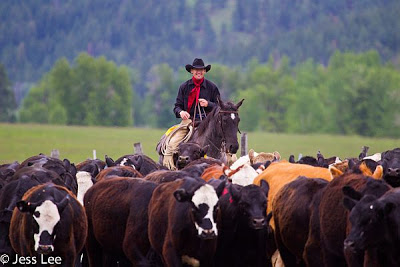A man wearing a black cowboy hat and a red scarf on top of a horse driving a herd of cattle