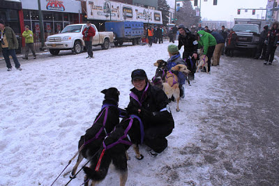 Multiple dogs leashed in the snow with people petting them.