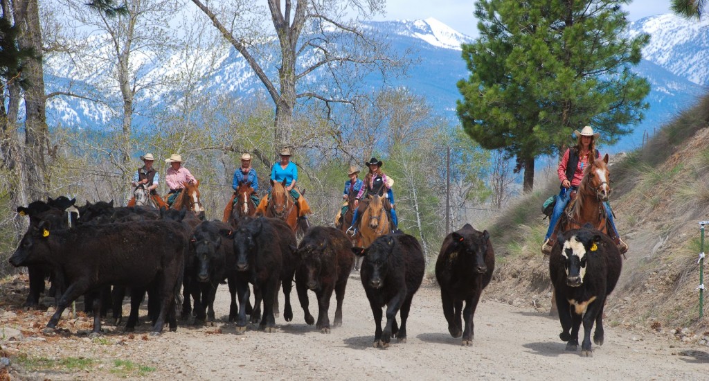 A group of guests on horseback help drive a herd of cattle