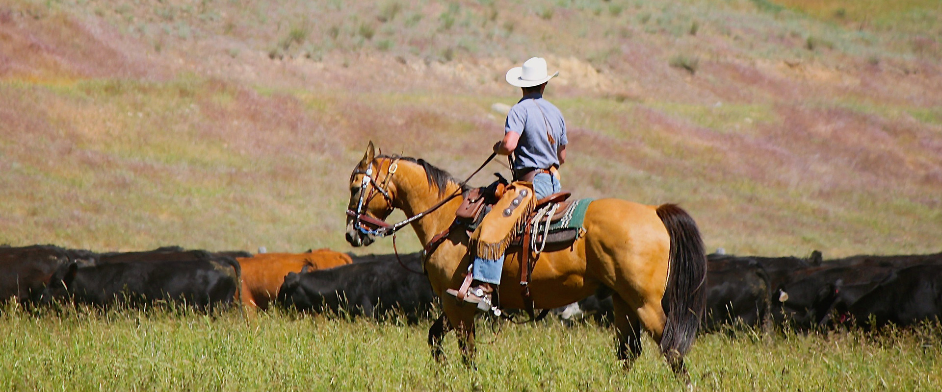 Rancher preparing for a cattle drive