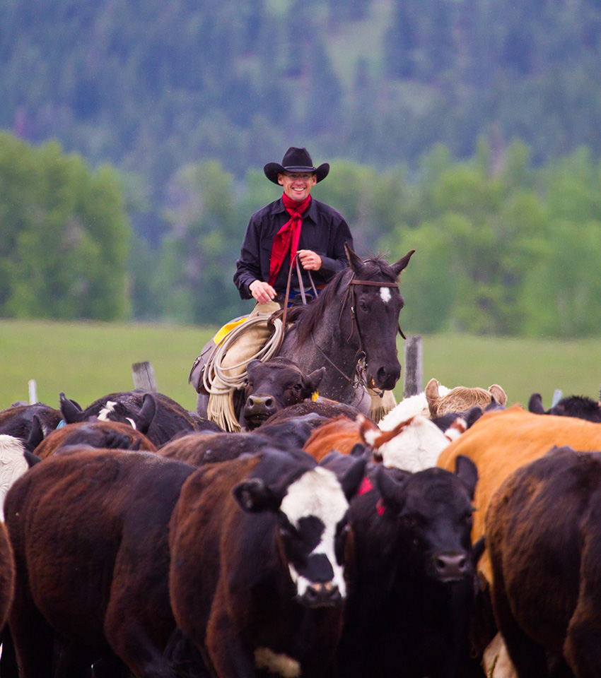 Cattle Working Rides