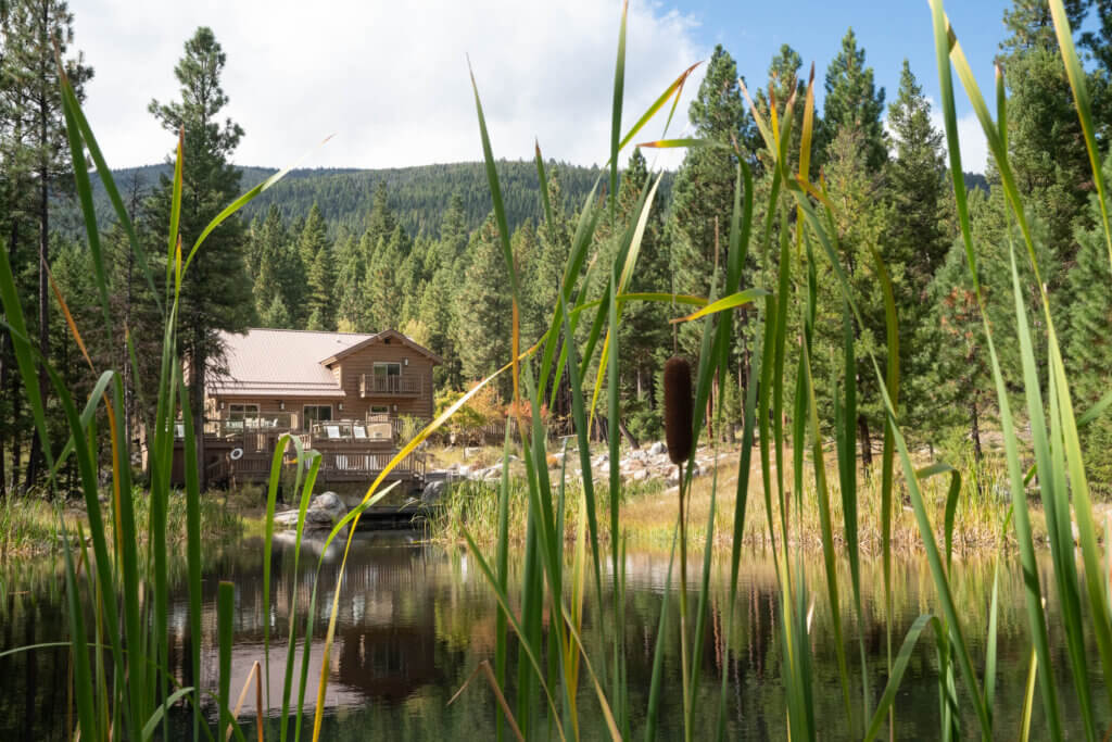 Ponderosa Pond Cattails