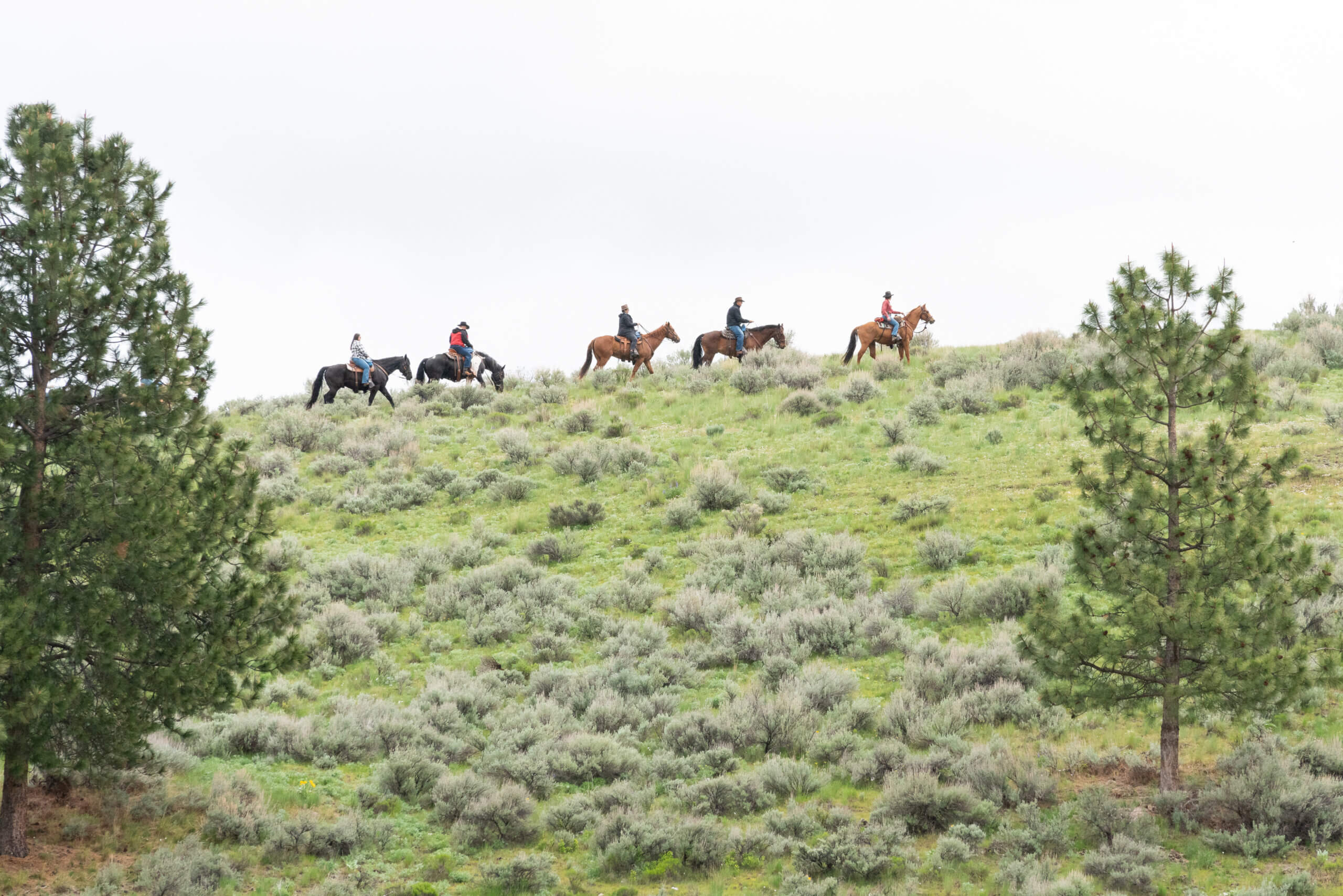 CB Ranch Horseback Ride Chappellet Winery Event