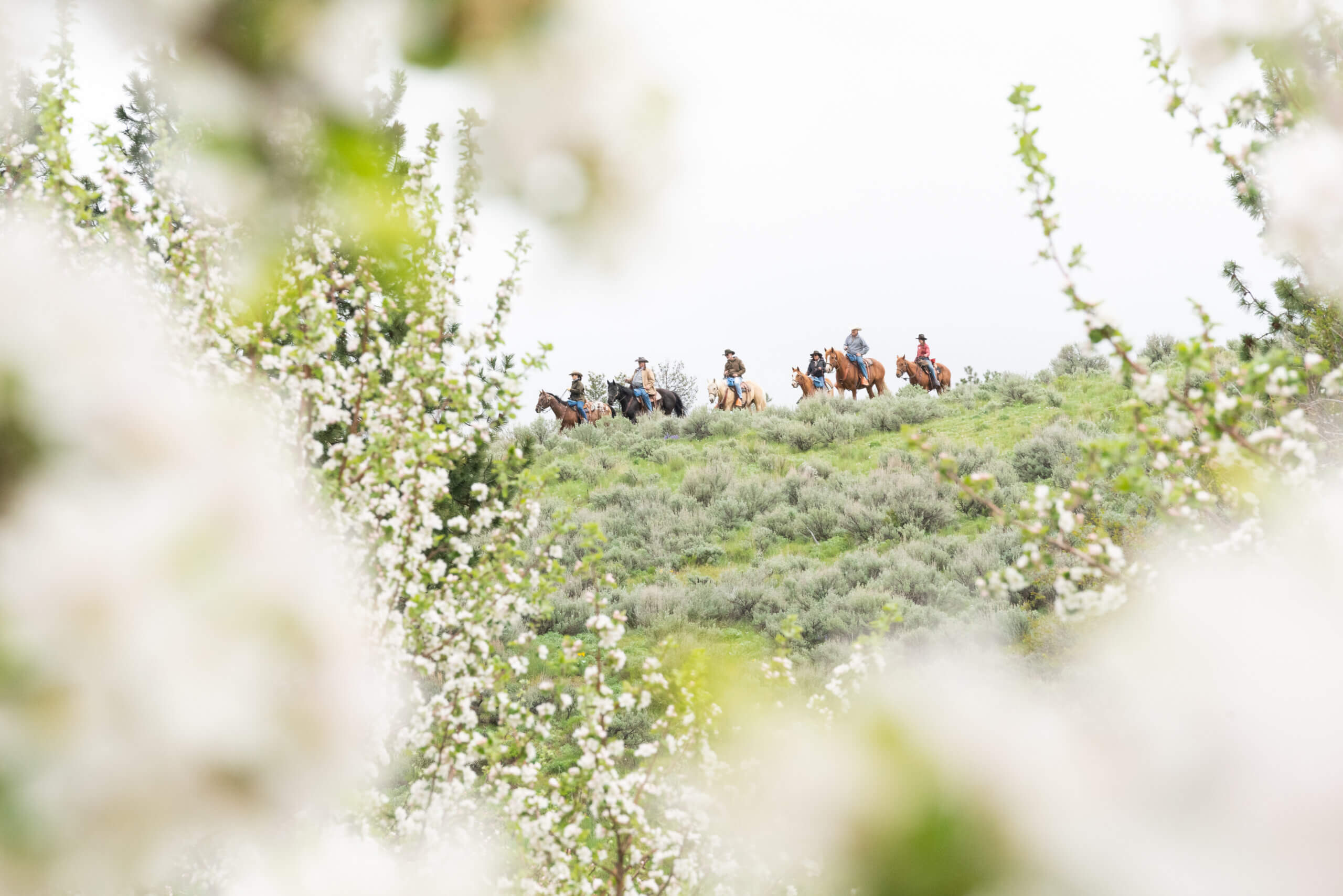 CB Ranch Horseback Ride Chappellet Winery Event