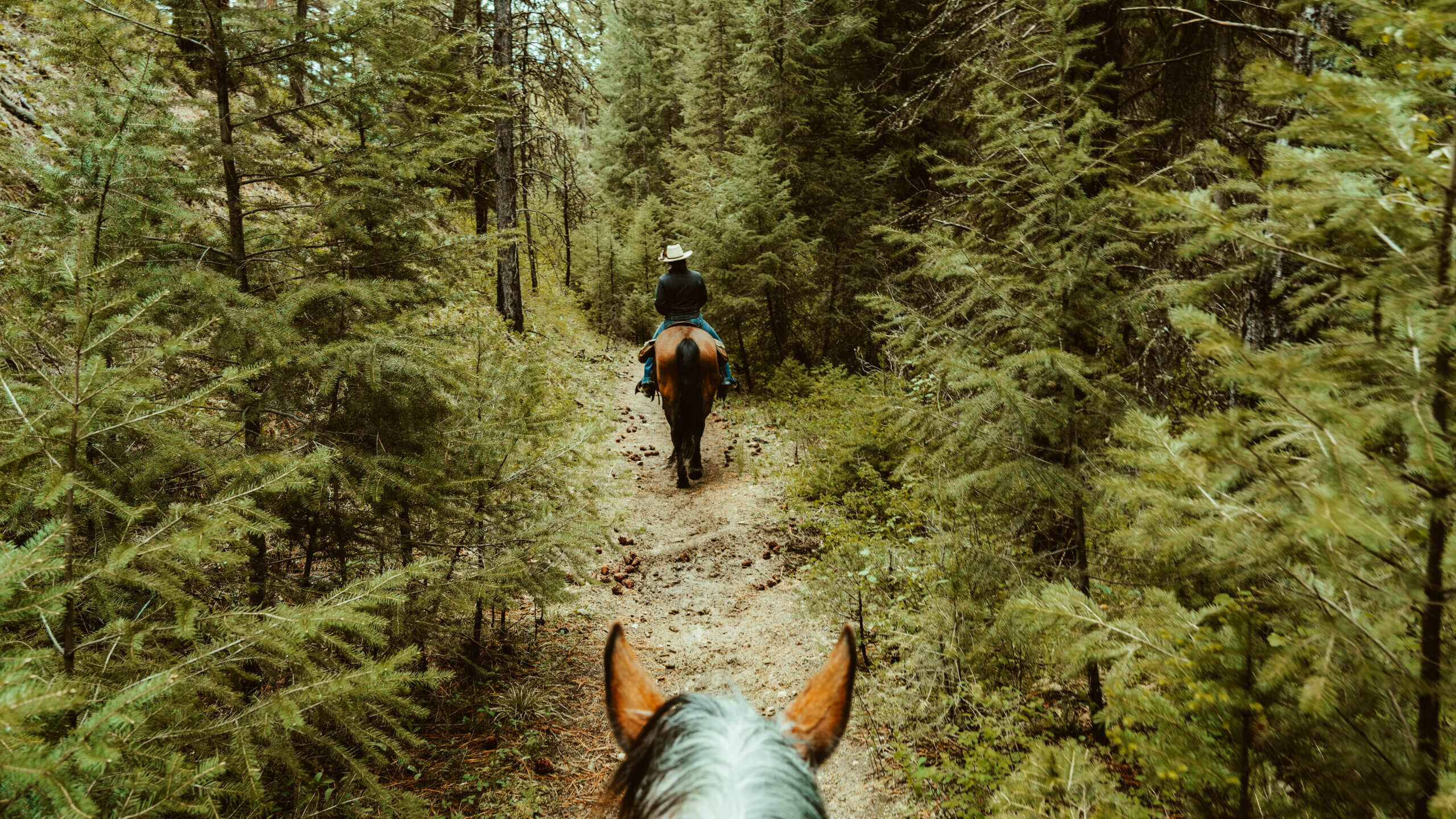 First person view from Horseback Trail Ride in the Bitterroot Mountains at Triple Creek Ranch