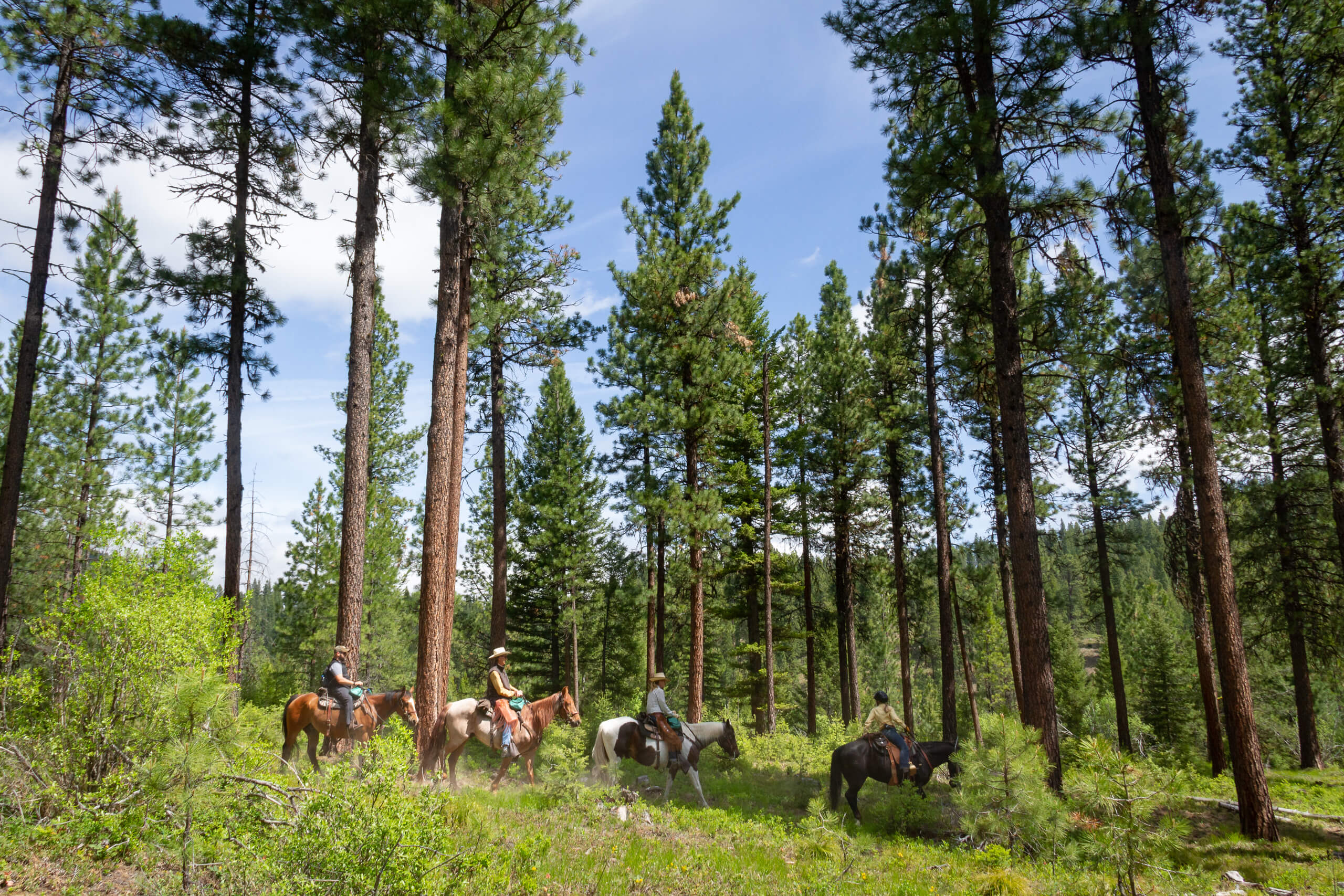 horseback riding in the woods