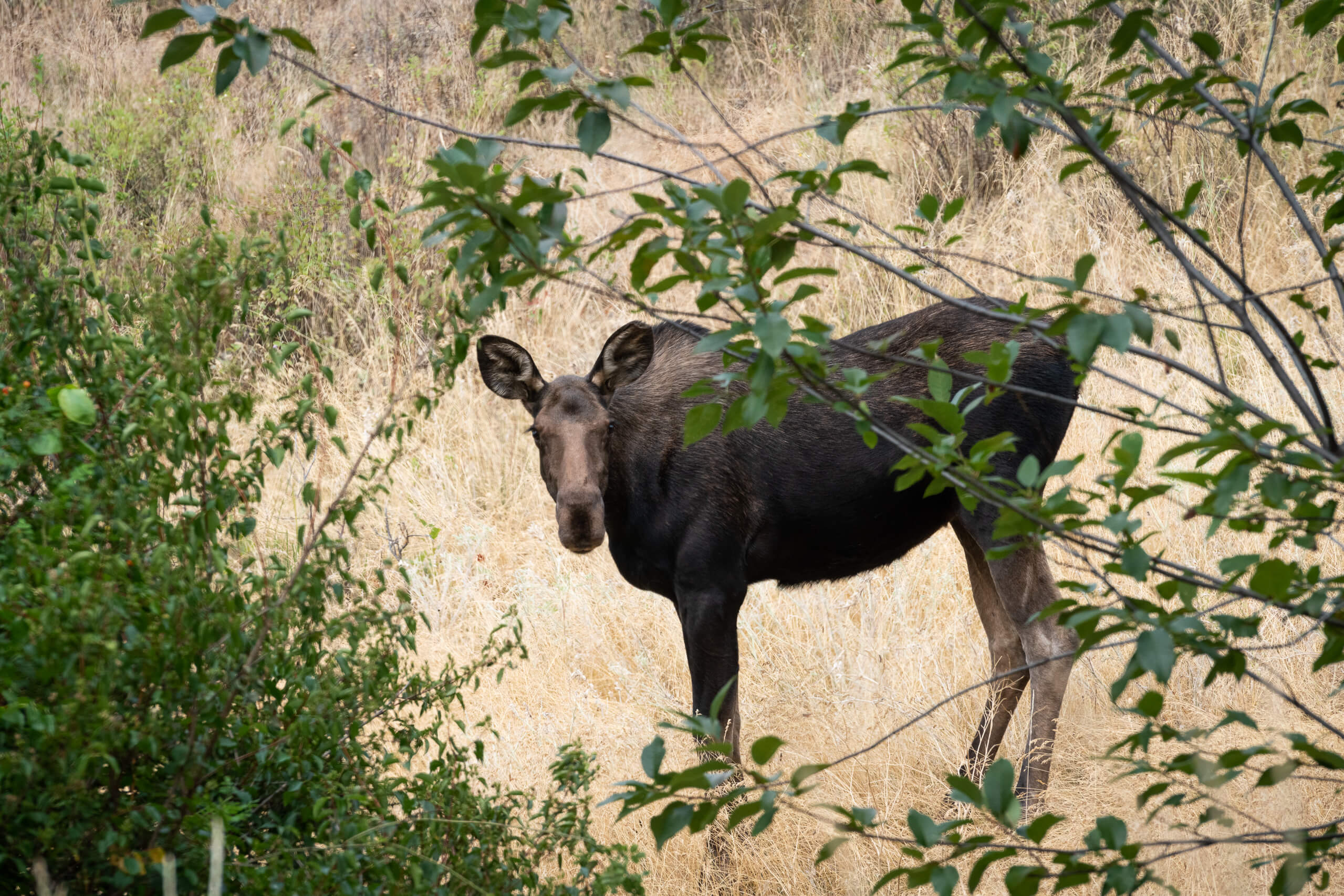 Cow moose