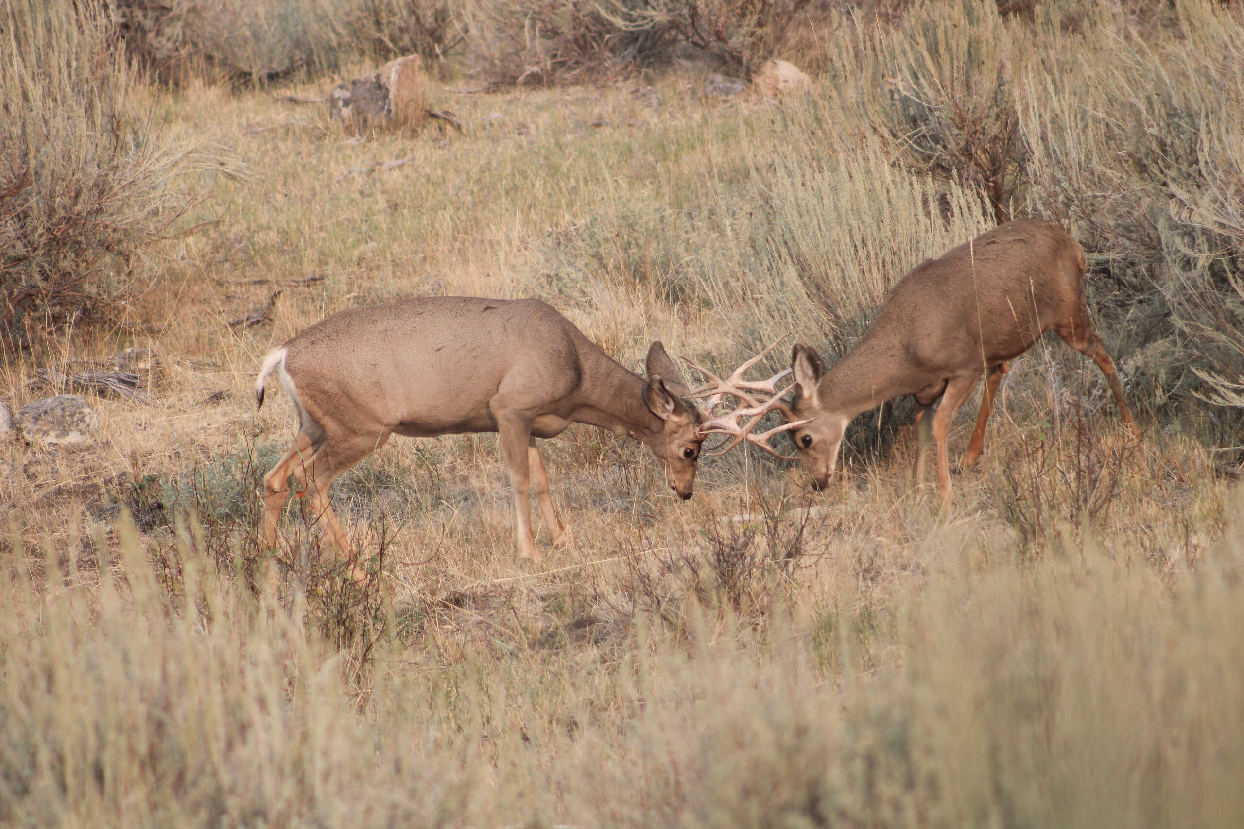 Two bucks fighting