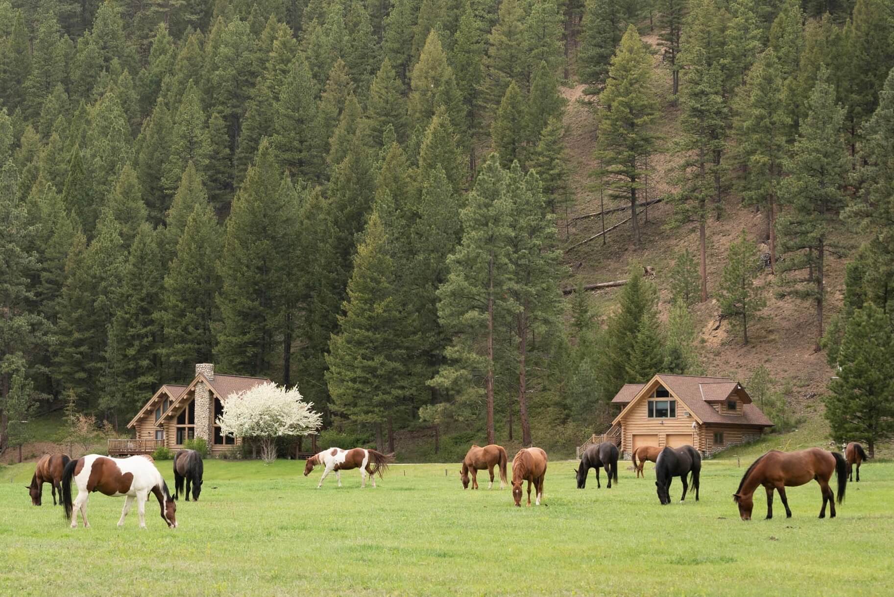 Stage Stop Exterior and Horses Grazing in Field