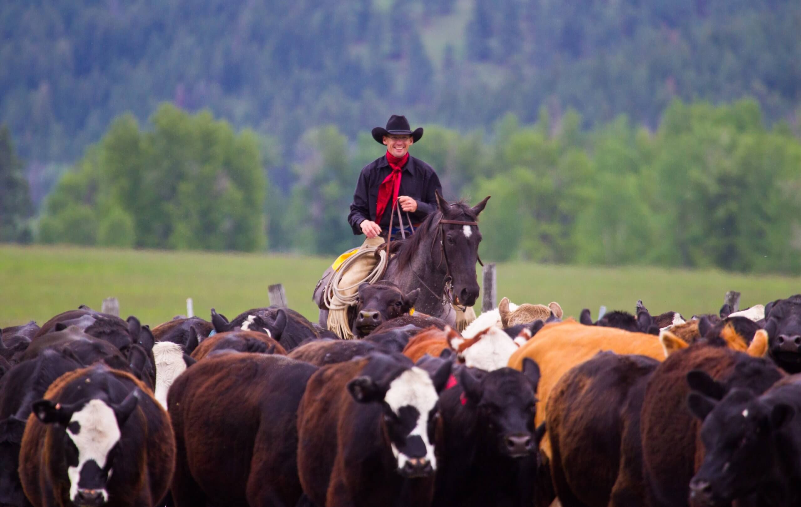 cattle drive