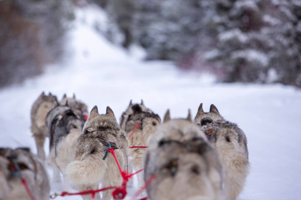 Mountain Musher - All You Need to Know BEFORE You Go (with Photos)