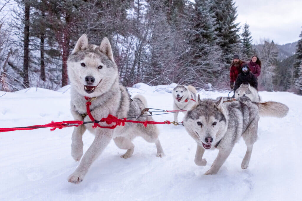 Dog Sledding