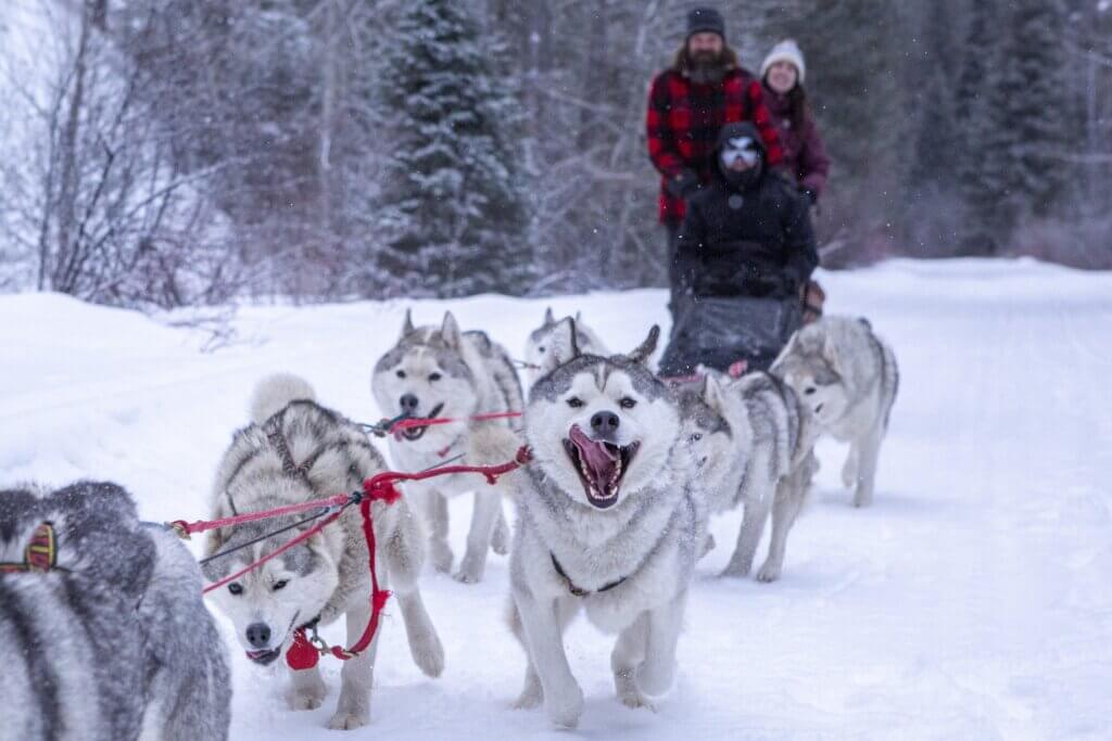 dog sledding