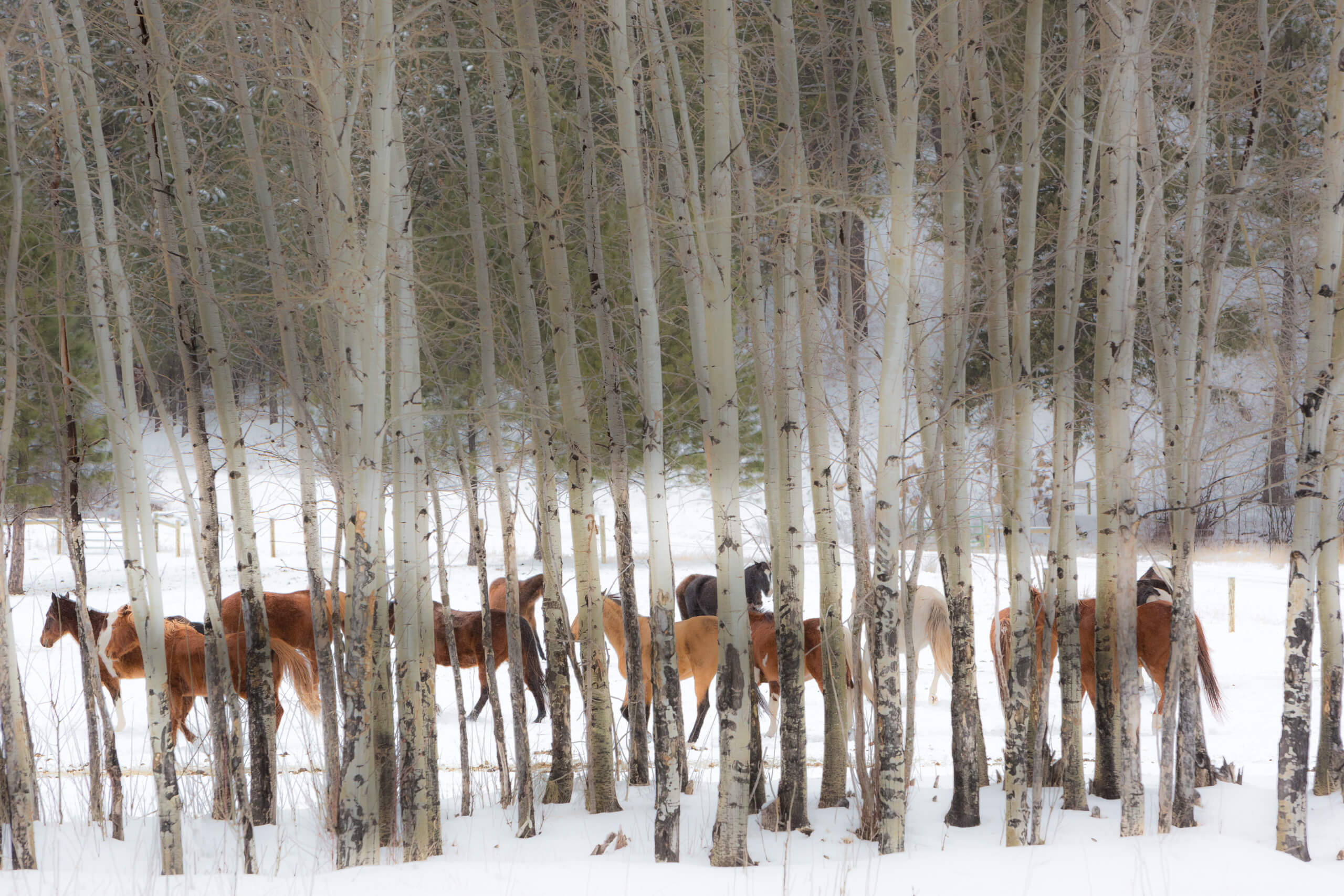 www.triplecreekranch.com