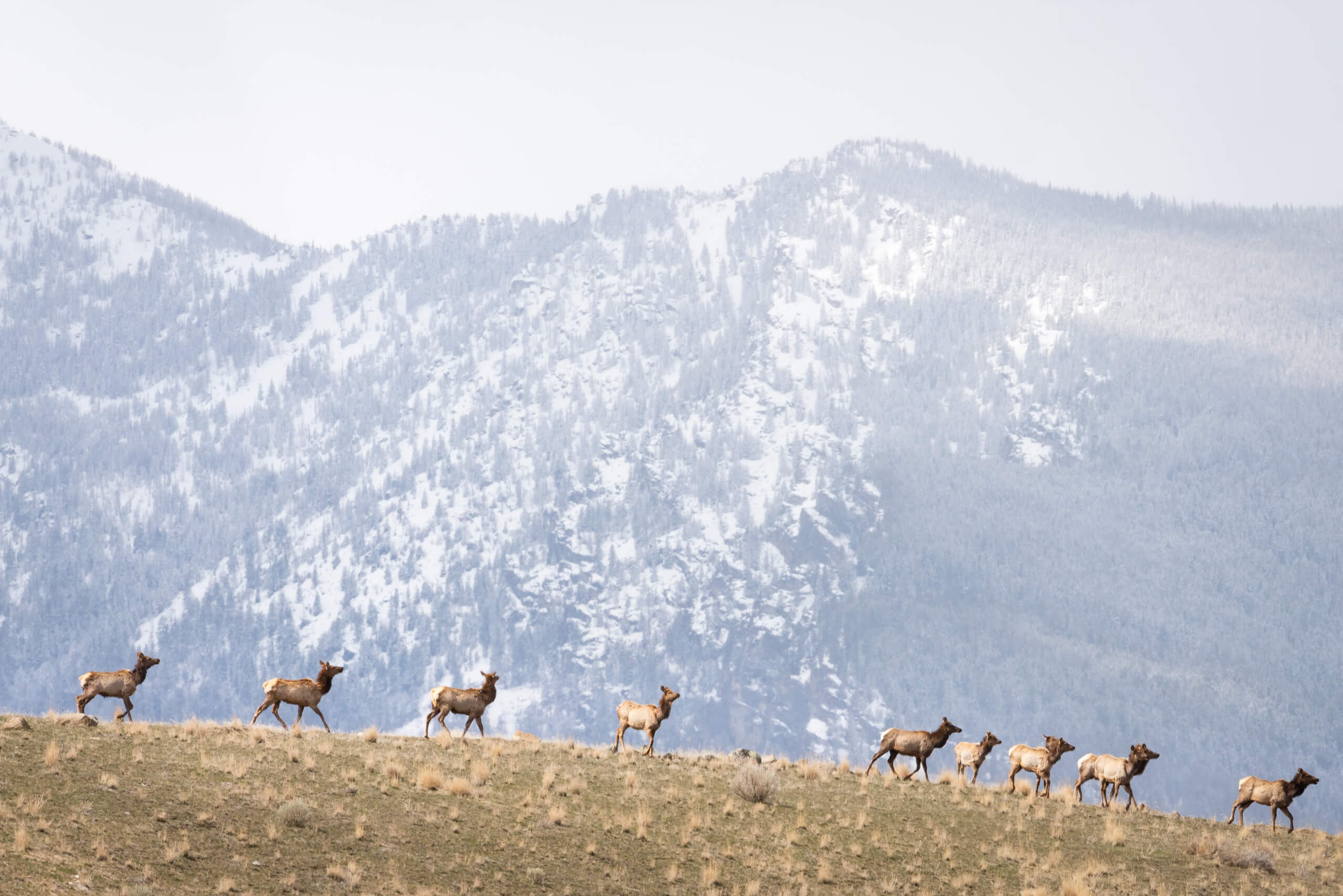 Elk walking across mountain top