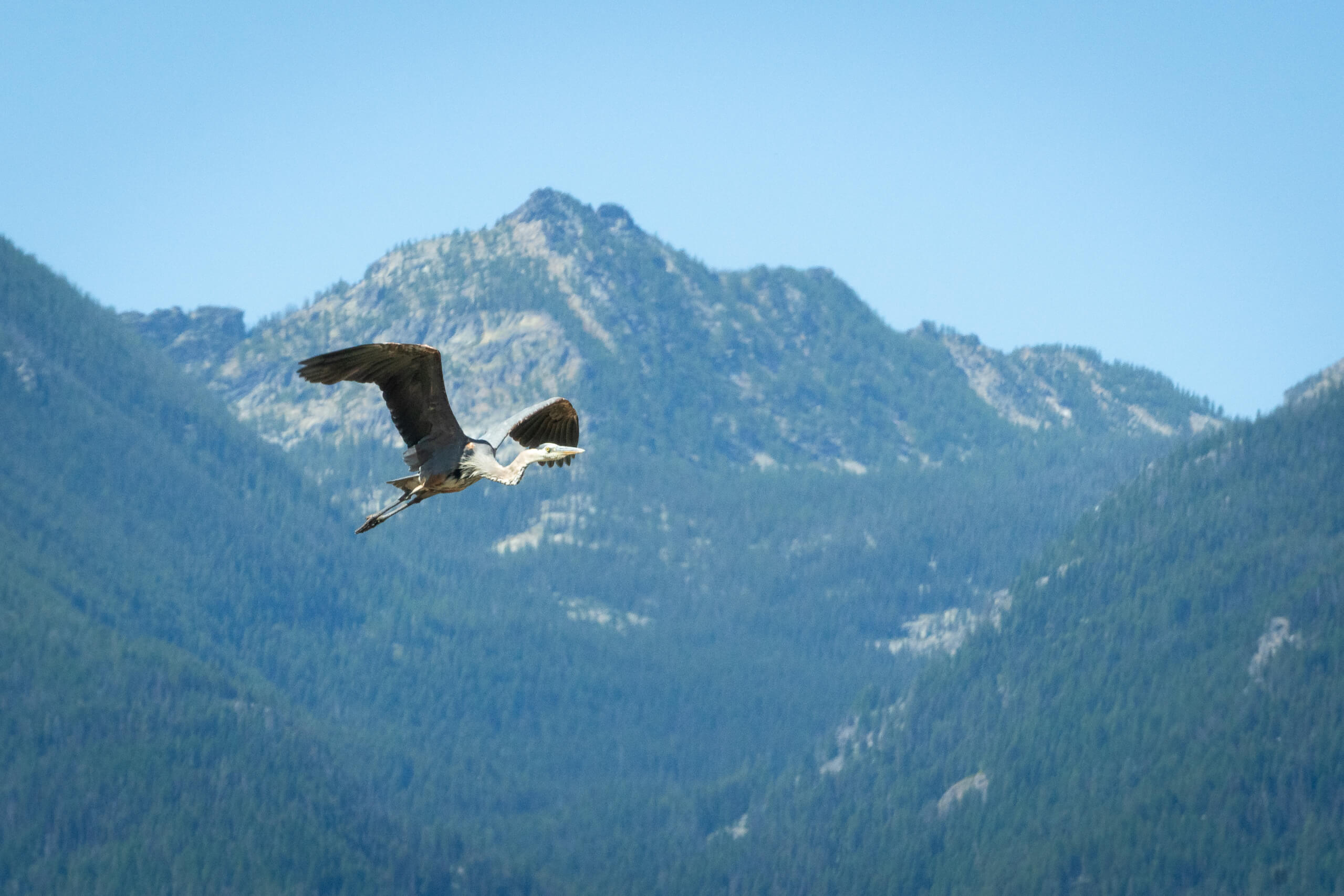 Blue heron flying across mountain scene