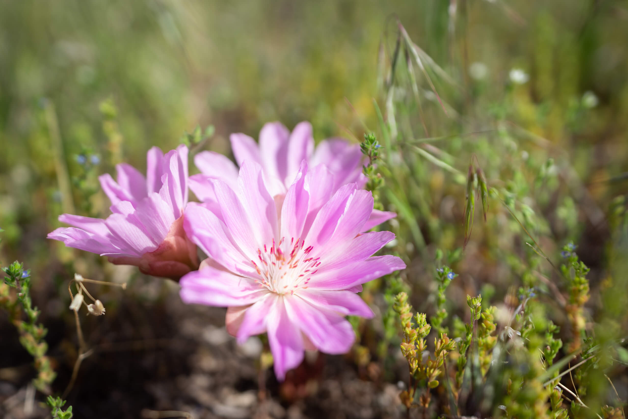 Bitterroot Flower in bloom