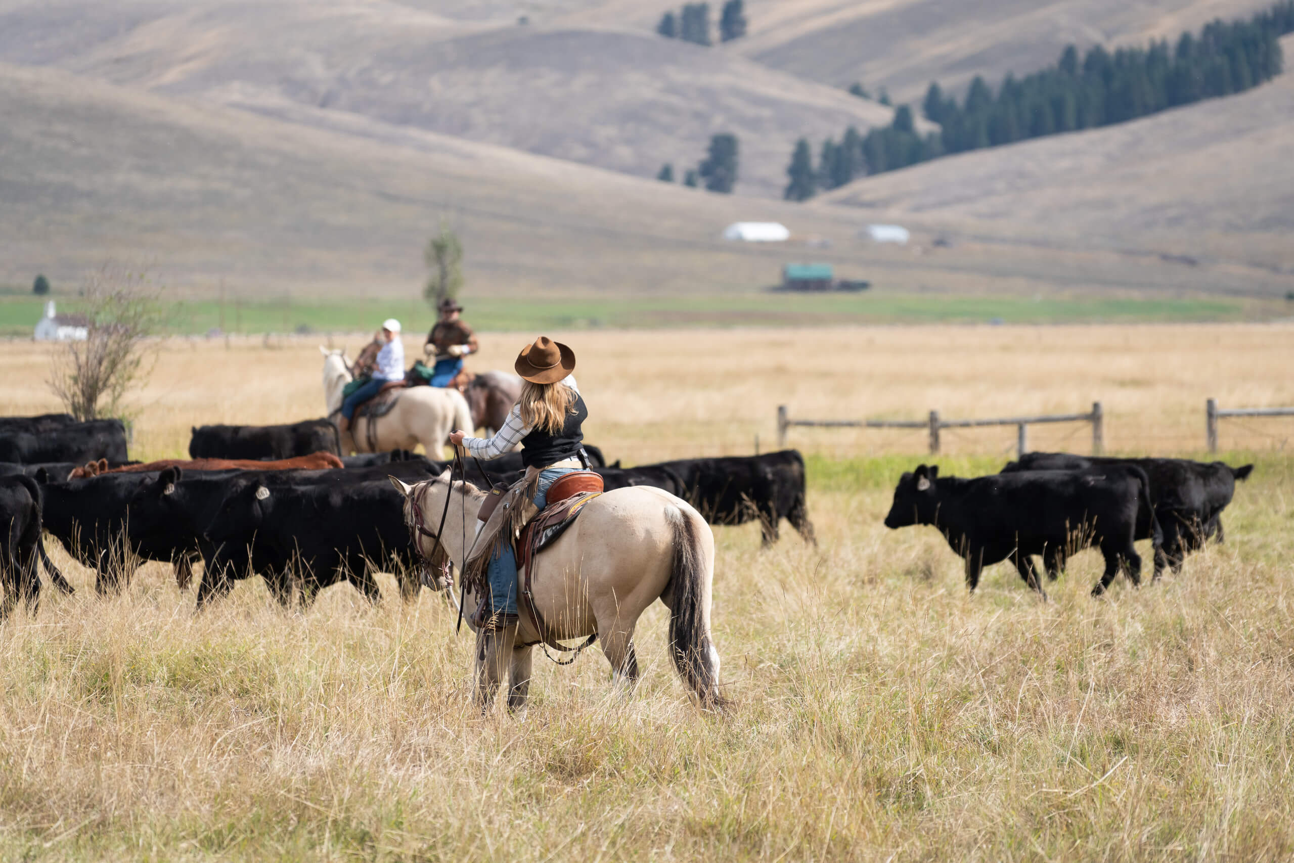 Cattle drive on a summer day