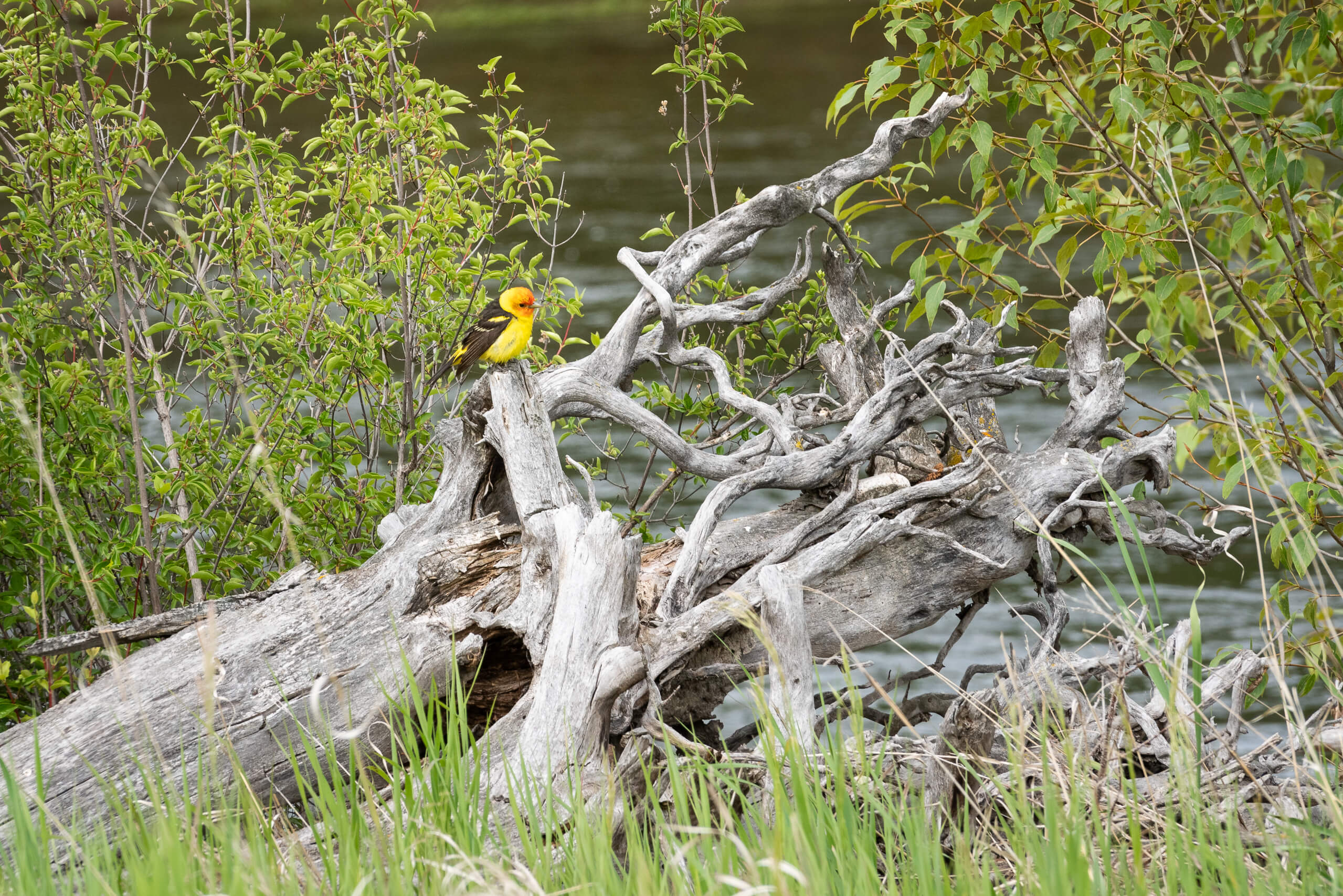Tanager bird sitting on log