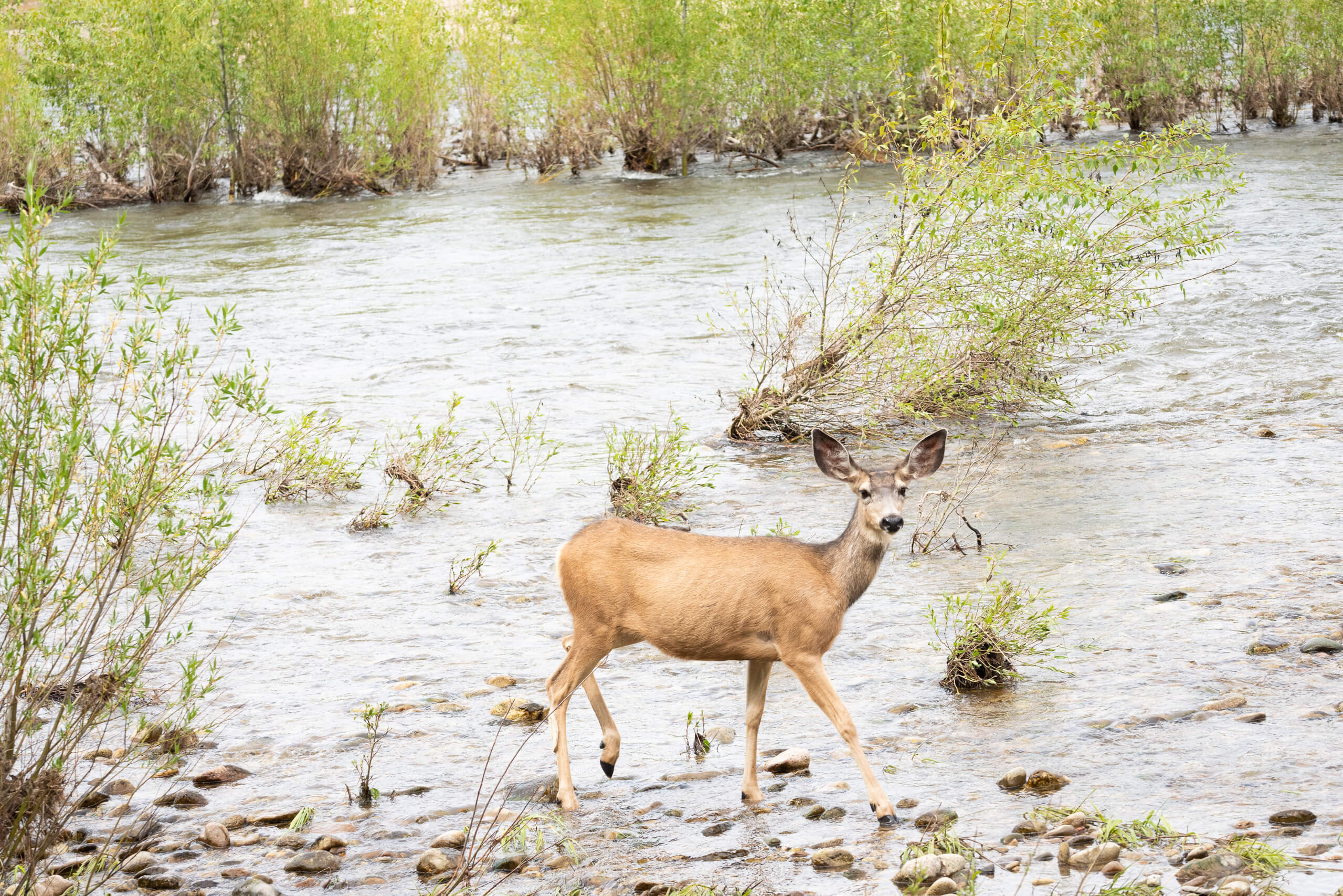 Deer crossing river