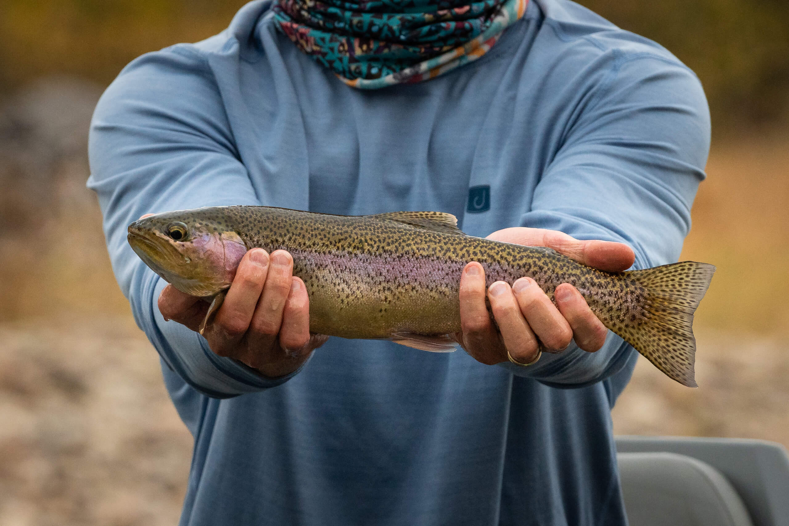 Rainbow Trout Fish