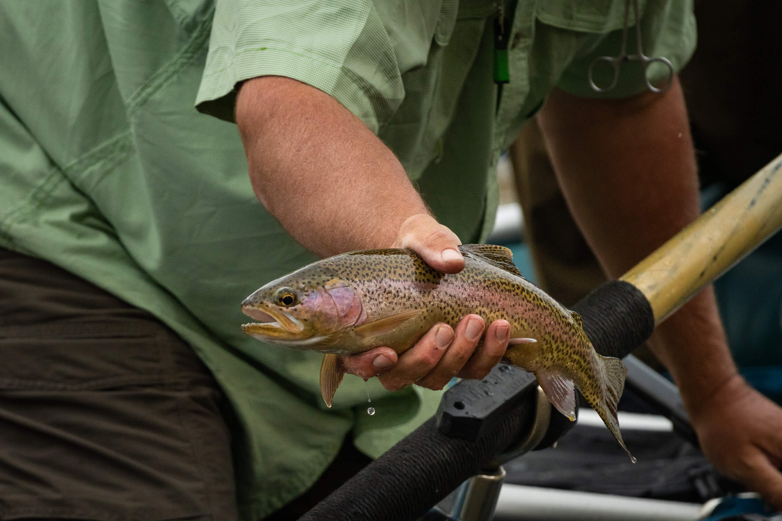 Rainbow Trout Fish