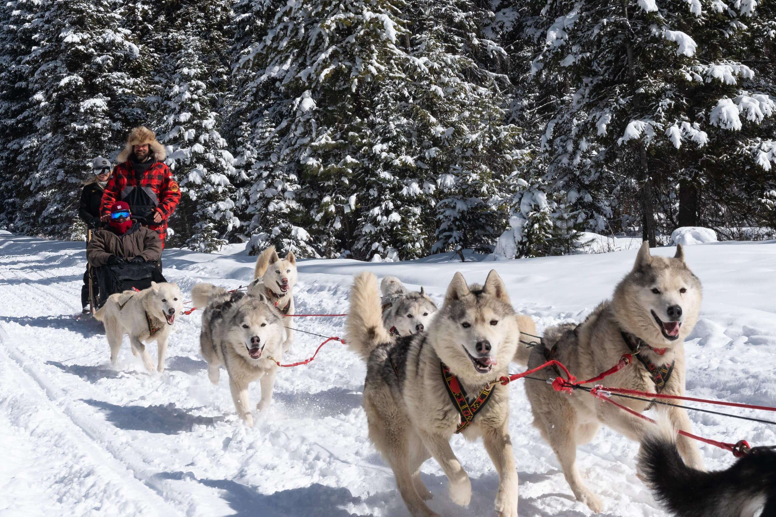 Guests enjoying a dog sled ride through the snow
