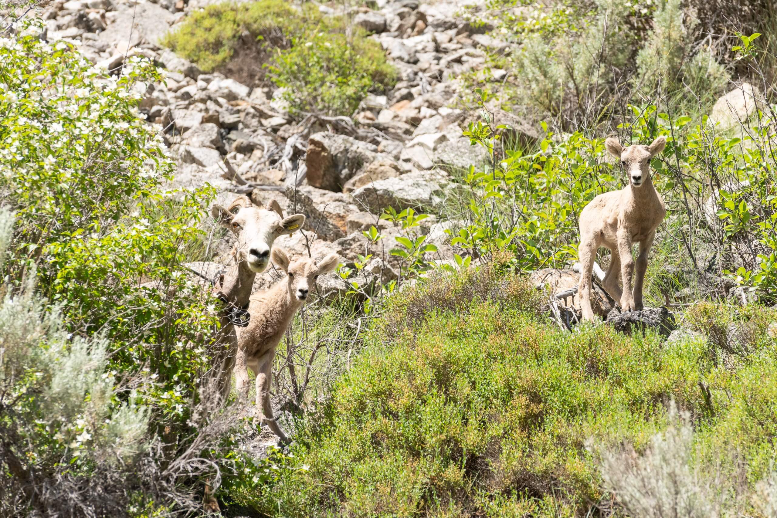 Big horn sheep climbing on rocks.