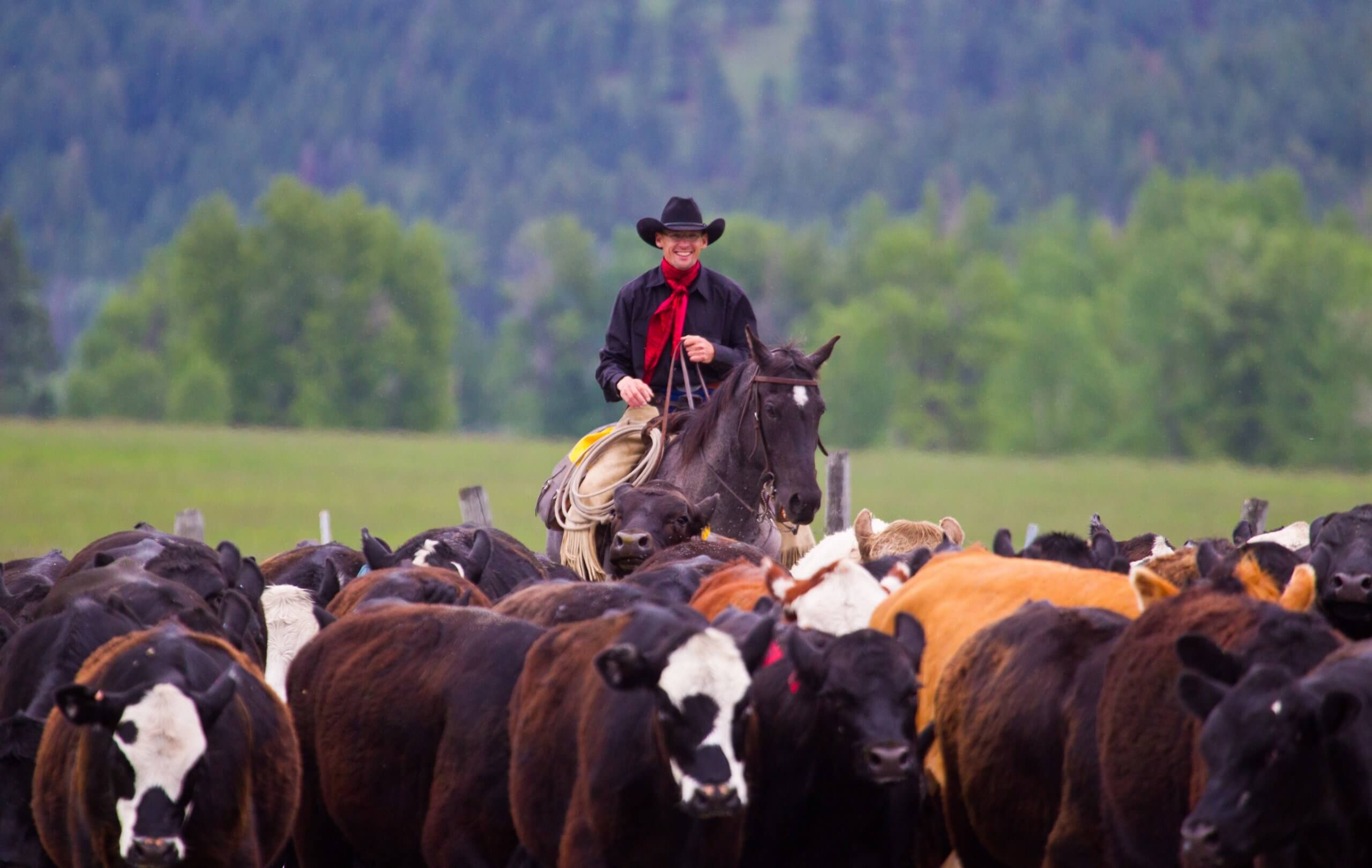 Guests riding horses and moving cattle during the cattle drive across the open field amongst the mountains.