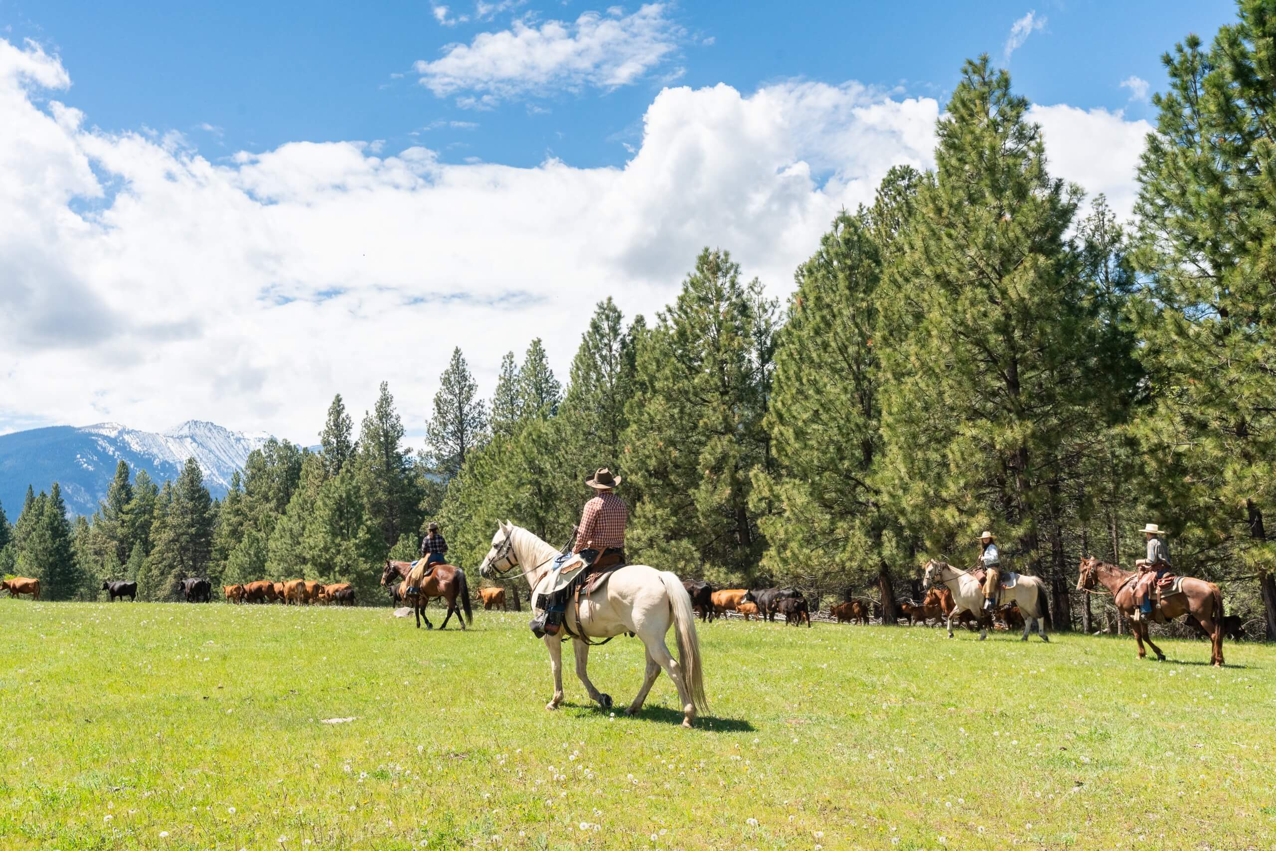 Guests riding horses and rounding up cattle during a cattle drive across a mountain side pasture.
