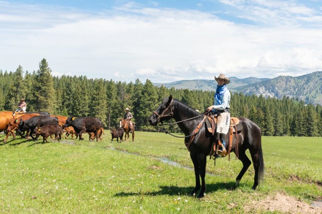 Guests riding horses and rounding up cattle during a cattle drive across a mountain side pasture.