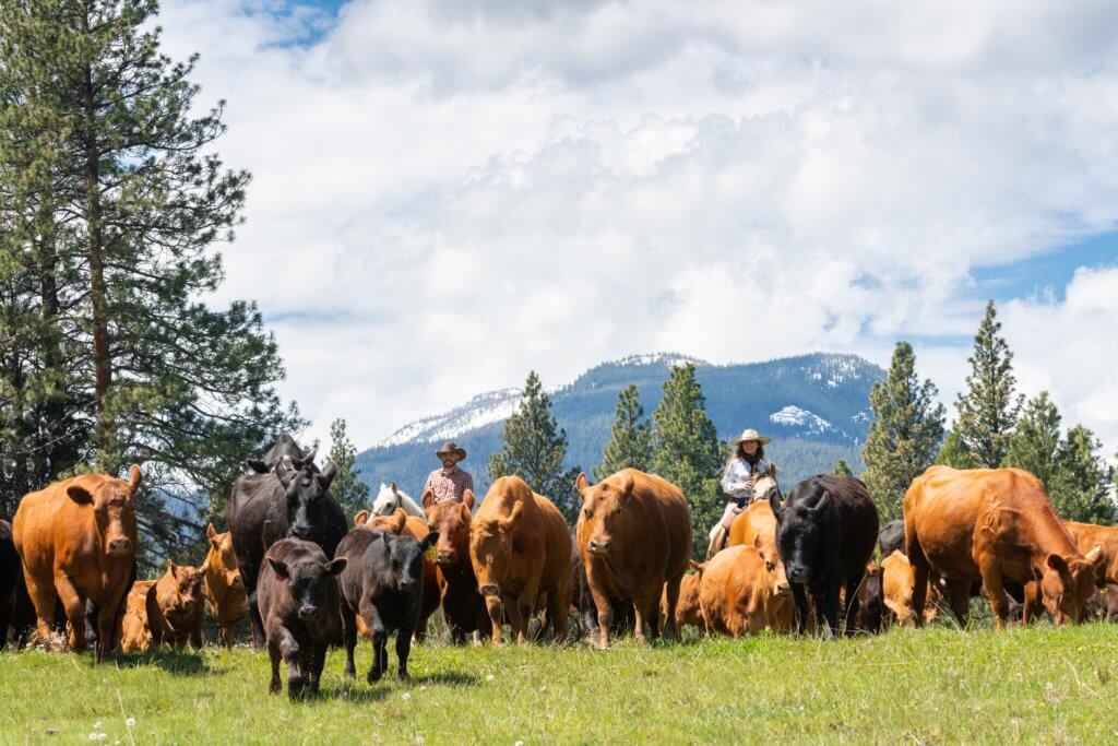 Guests riding horses and rounding up cattle during a cattle drive across a mountain side pasture.