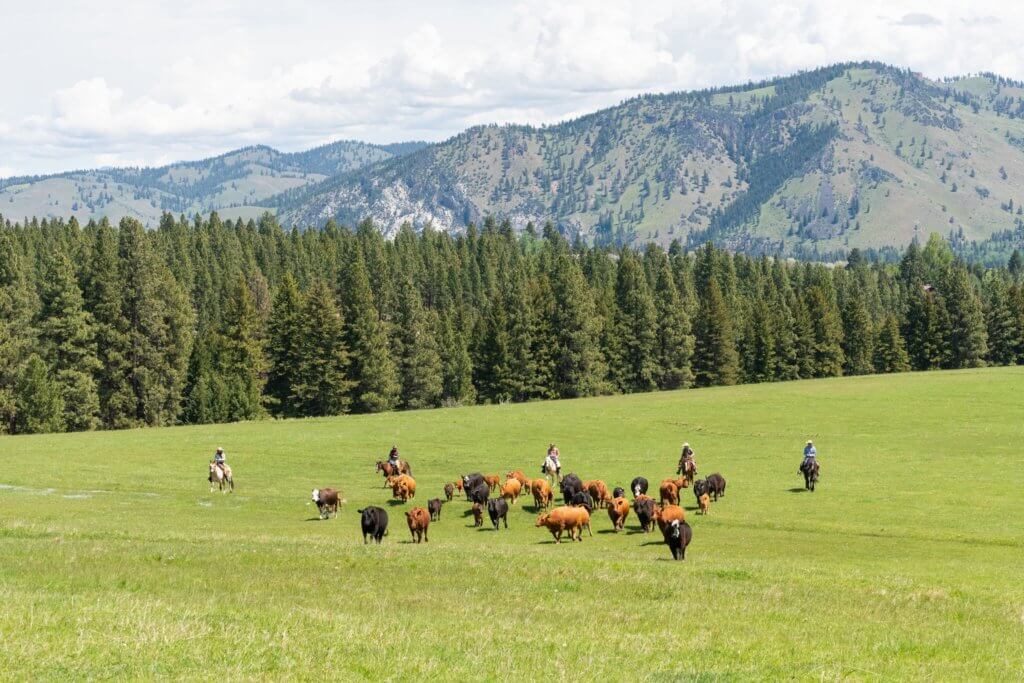 Guests riding horses and rounding up cattle during a cattle drive across a mountain side pasture.