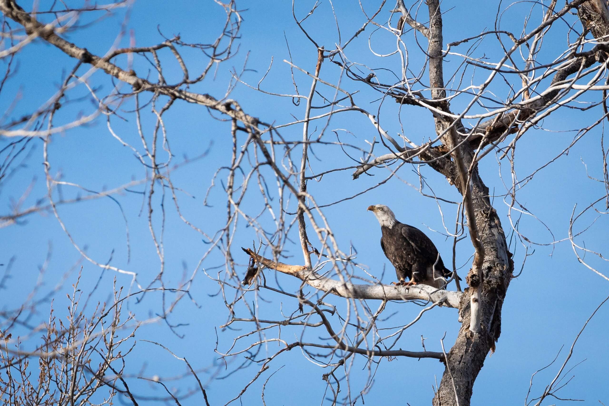 Eagle sitting on the brand of a tree with a blue sky in the background.