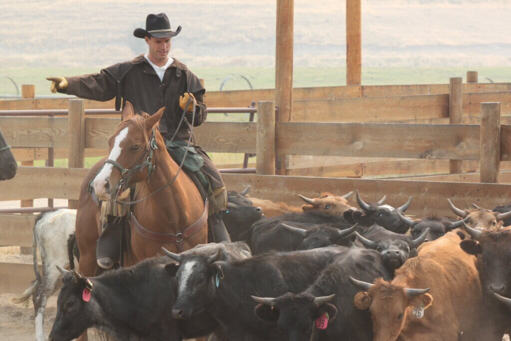 Team Penning on Horseback