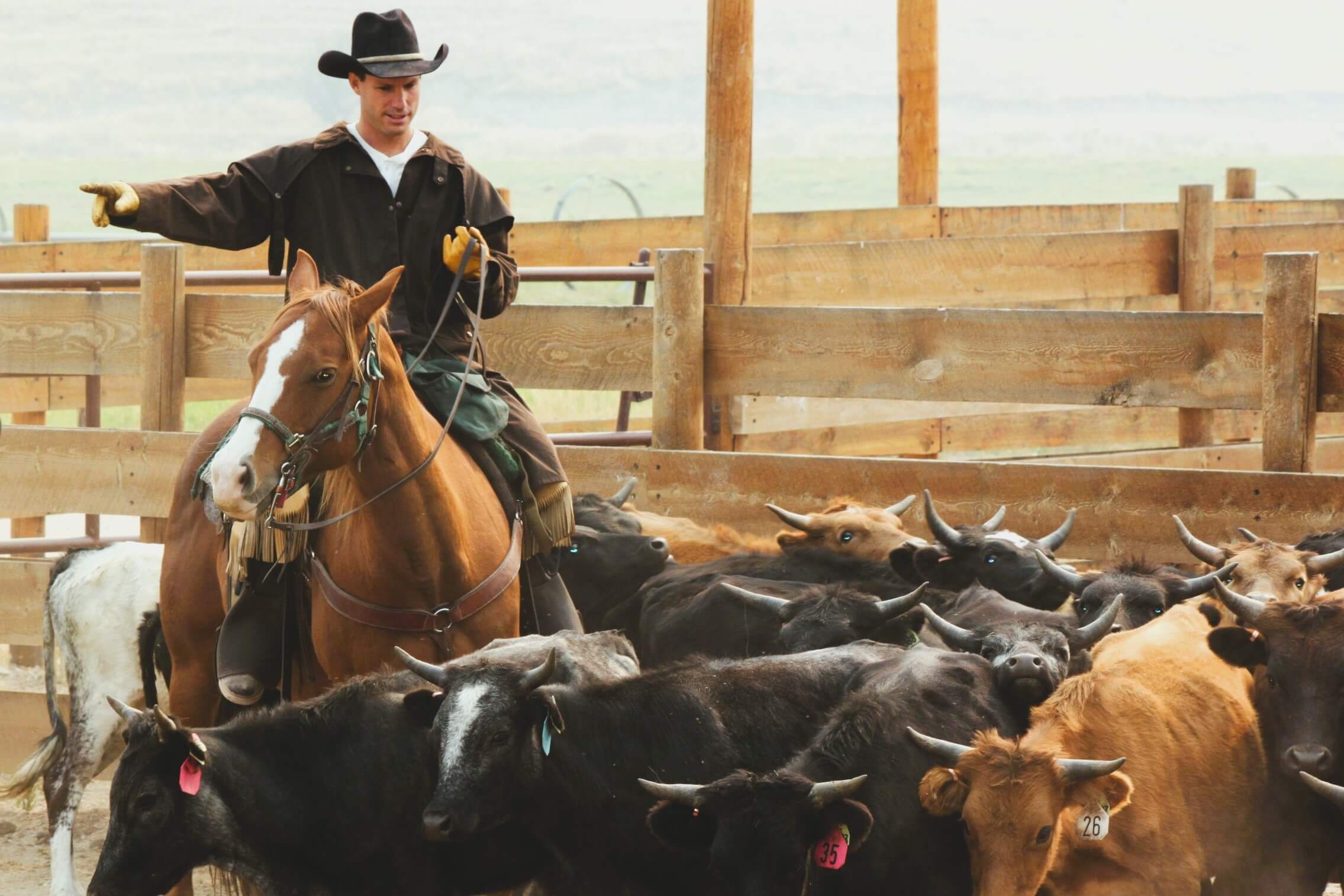 Team Penning on Horseback