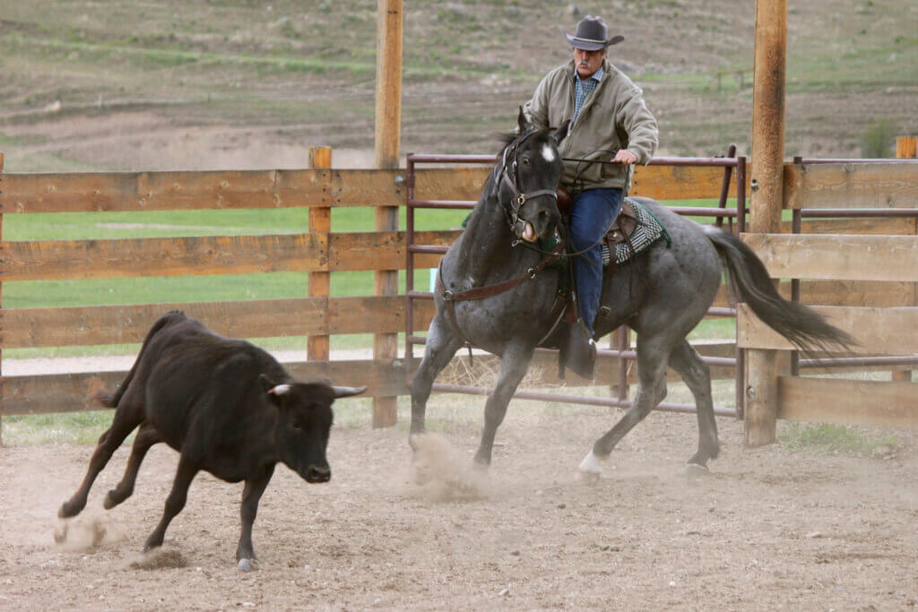 Team Penning Triple Creek Ranch Cattle Working Ride Experience