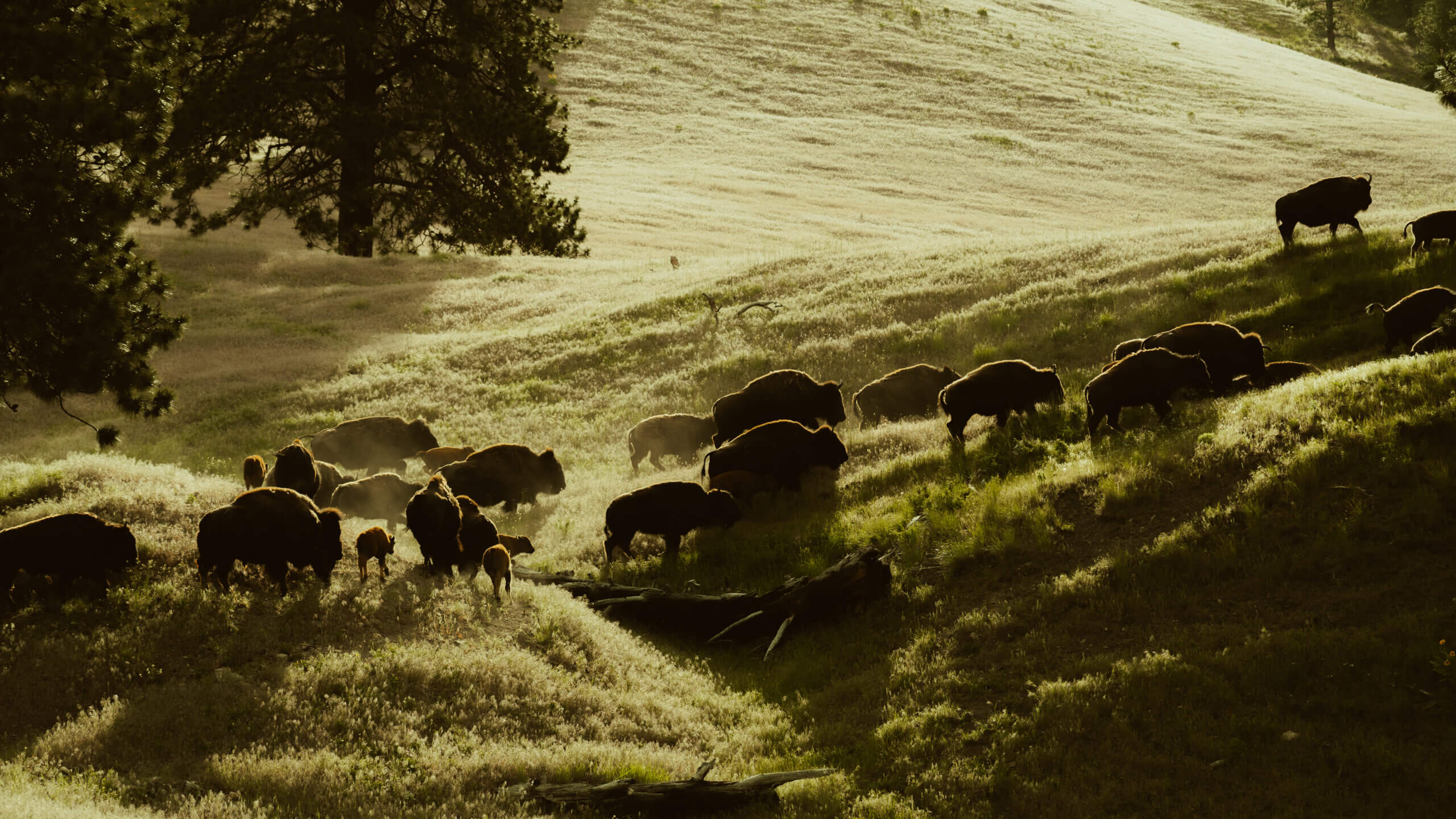 Bison Herd at the CB Ranch on the ATV Ride with Triple Creek Ranch
