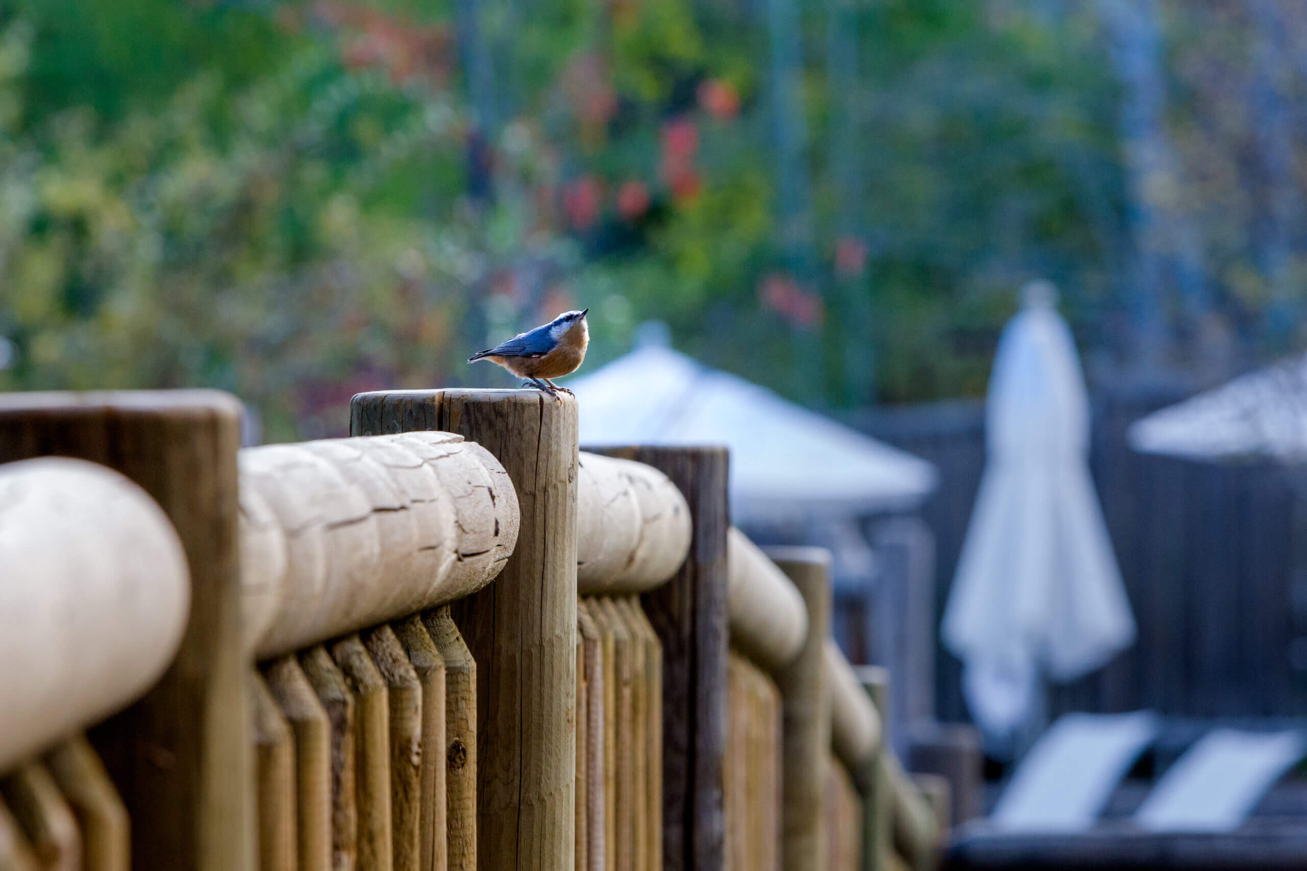 Bird on Lodge Deck Railing