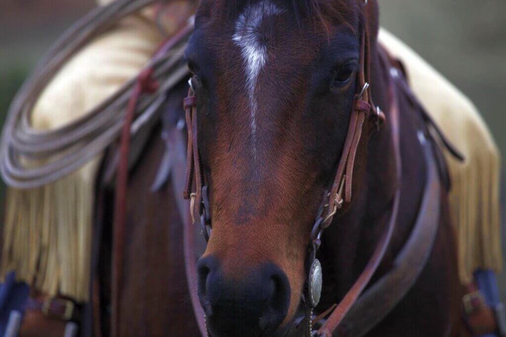Close Up Horse