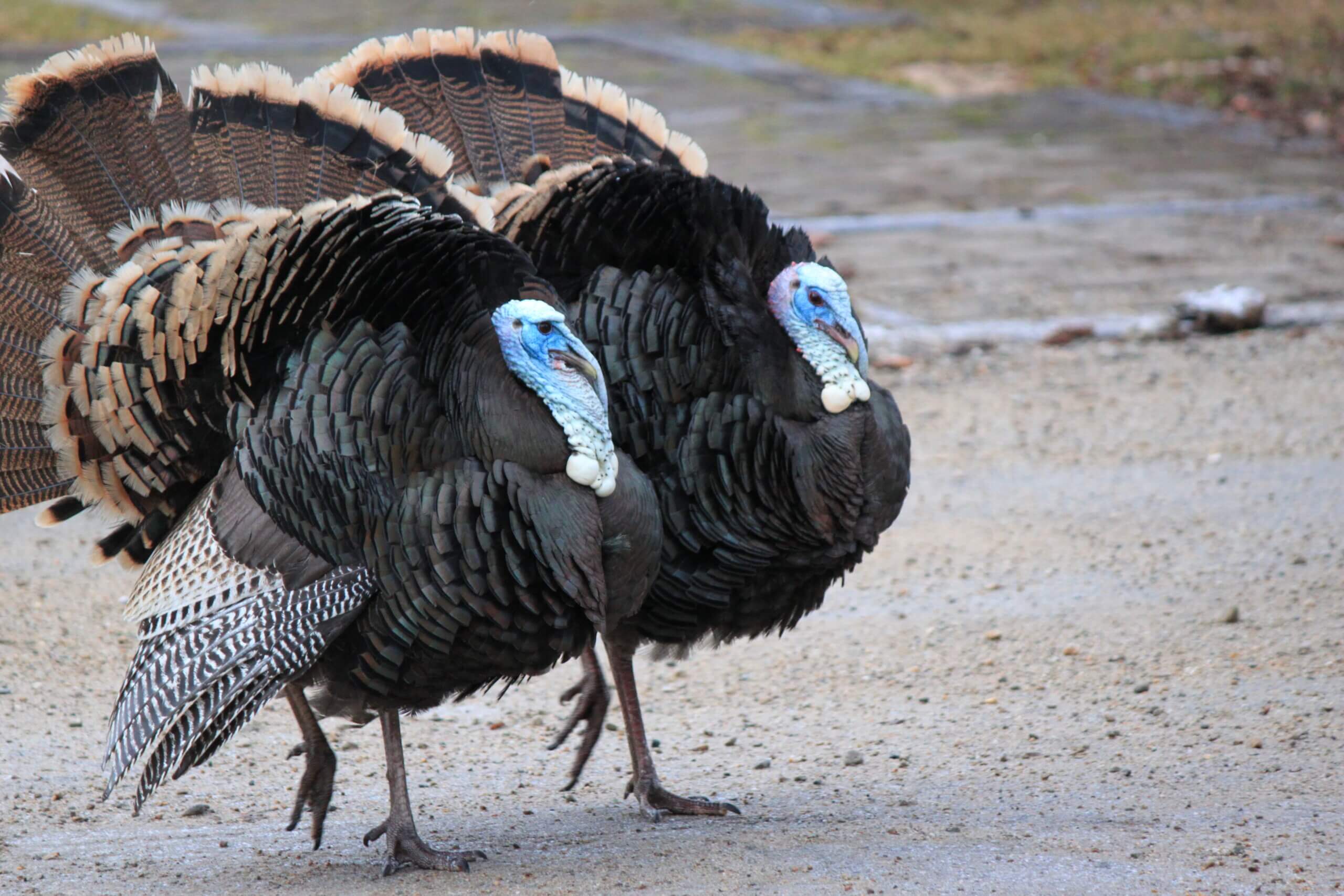Two Male Turkeys