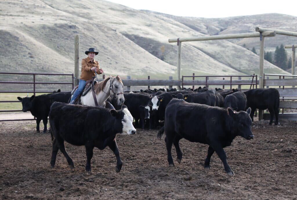 Triple Creek Ranch Guests enjoying Cattle Team Penning activity for the annual Cowboy School Event