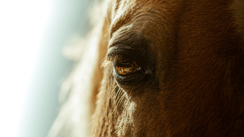 Triple Creek Ranch Stud Horse Dakota Close up of eye in the sunlight